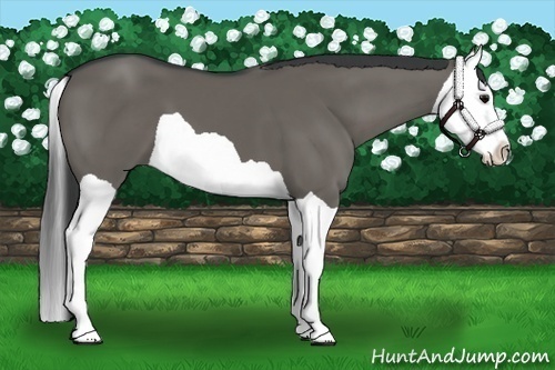 Horse Color:Grullo Splash 