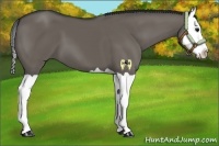 Horse Color:Grullo Splash 