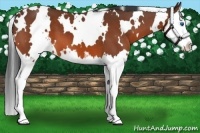 Horse Color:White Spotted Bay Sabino Splash