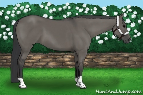Horse Color:Grullo