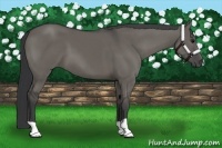 Horse Color:Grullo 