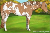 Horse Color:White Spotted Chestnut 