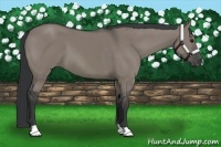 Horse Color:Grullo