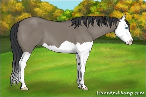 Horse Color:Grullo Splash 