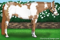 Horse Color:White Spotted Chestnut Frame