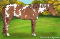 Horse Color:White Spotted Chestnut