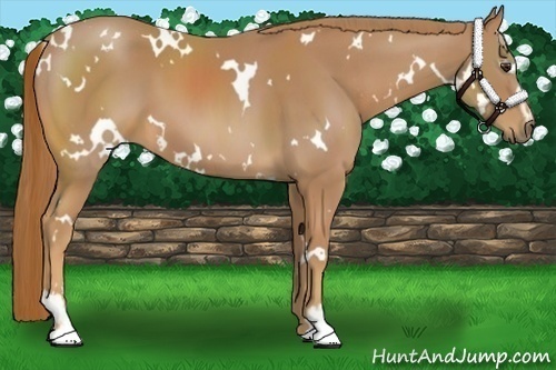 Horse Color:White Spotted Chestnut Sabino 