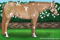 Horse Color:White Spotted Chestnut Sabino