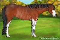 Horse Color:Brown Sabino Rabicano 