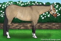 Horse Color:Brown Dun Rabicano