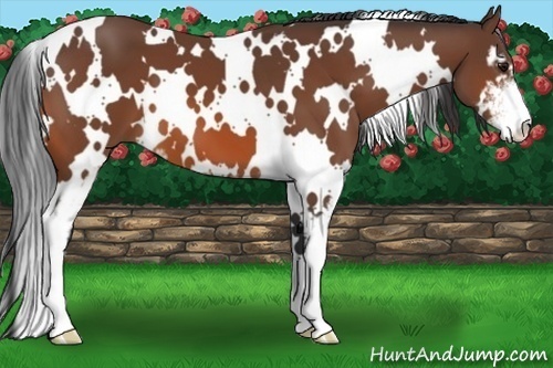 Horse Color:White Spotted Bay Sabino 