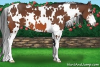 Horse Color:White Spotted Bay Sabino 