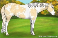 Horse Color:White Spotted Palomino Sabino