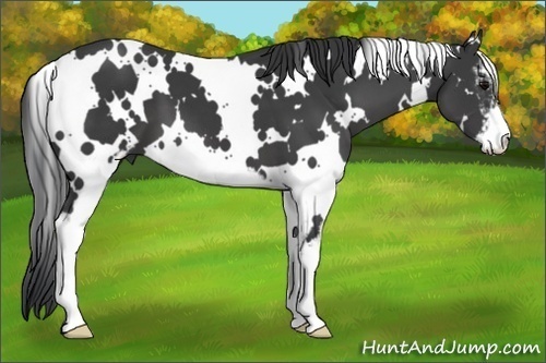 Horse Color:White Spotted Black Sabino 