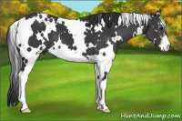 Horse Color:White Spotted Black Sabino