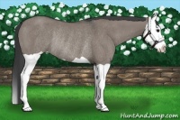 Horse Color:Grullo Splash Rabicano