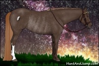 Horse Color:Liver Chestnut Rabicano