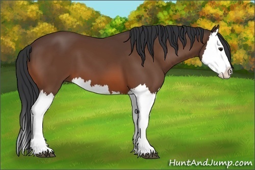 Horse Color:Bay Splash 