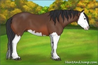 Horse Color:Bay Splash 