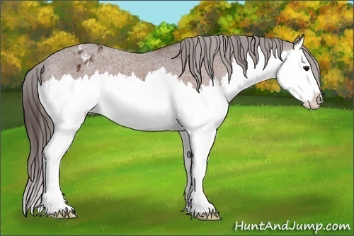 Horse Color:Bay Splash Appaloosa 