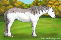 Horse Color:Bay Splash Varnish 
