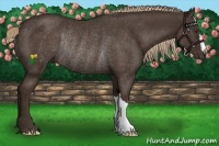 Horse Color:Liver Chestnut Rabicano 