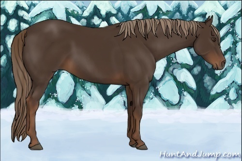 Horse Color:Liver Chestnut Rabicano 