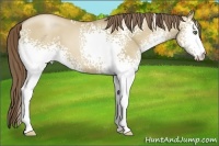 Horse Color:White Spotted Grullo Pearl