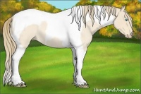Horse Color:Perlino Roan Tobiano 