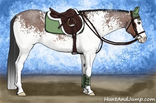 Horse Color:White Spotted Bay Roan Splash 