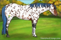 Horse Color:Painted Bay Appaloosa
