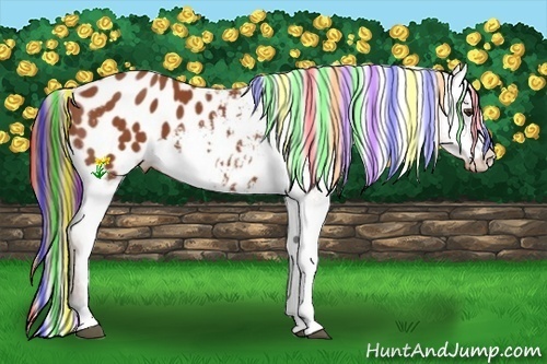 Horse Color:Painted Bay Appaloosa 