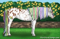 Horse Color:Painted Bay Appaloosa 