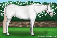 Horse Color:Smoky Black Pearl Sabino Rabicano 