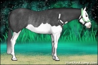 Horse Color:Black Splash Rabicano