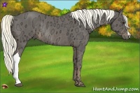Horse Color:Liver Chestnut Ice Rabicano