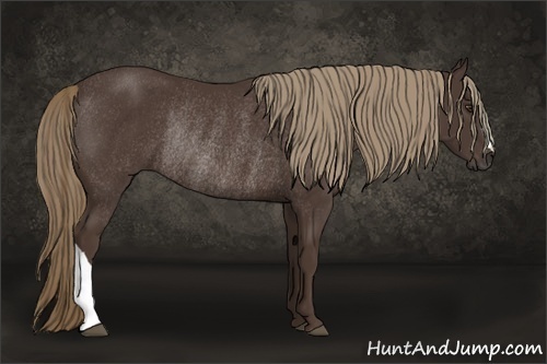 Horse Color:Liver Chestnut Rabicano 