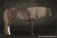 Horse Color:Liver Chestnut Rabicano 