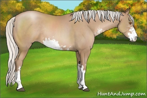 Horse Color:Silver Black Pearl Sabino Rabicano 