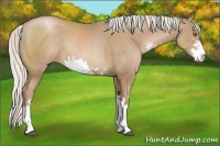 Horse Color:Silver Black Pearl Sabino Rabicano 