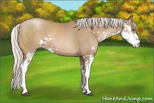 Horse Color:Silver Black Pearl Sabino 