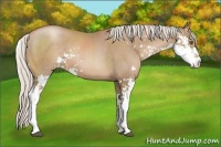 Horse Color:Silver Black Pearl Sabino 