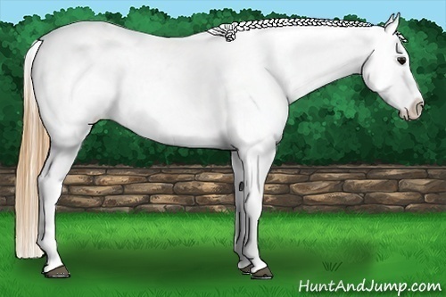 Horse Color:Smoky Black Near Leopard 