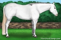 Horse Color:Smoky Black Near Leopard 