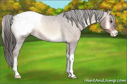 Horse Color:Liver Red Onyx Roan Appaloosa 