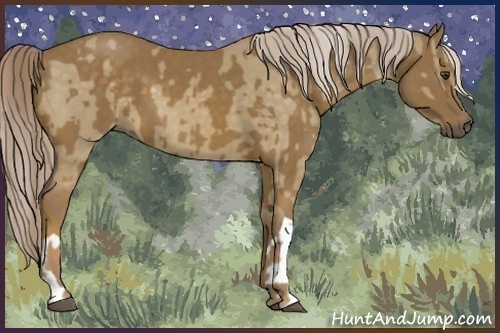 Horse Color:Chocolate Palomino Dun Rabicano  and Chocolate Palomino 