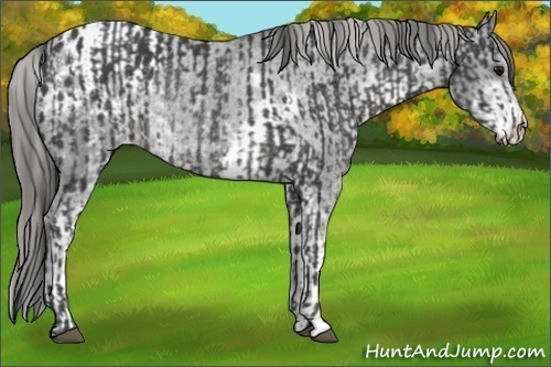 Horse Color:Smoky Black Rabicano  and Smoky Black Sabino Appaloosa 