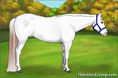 Horse Color:Bay Roan Blanket