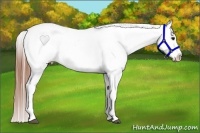 Horse Color:Bay Roan Blanket