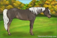 Horse Color:Liver Chestnut Rabicano 